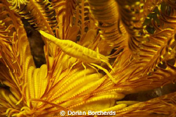 A Yellow Chrinoid Shrimp in its Host Chrinoid by Dorian Borcherds 